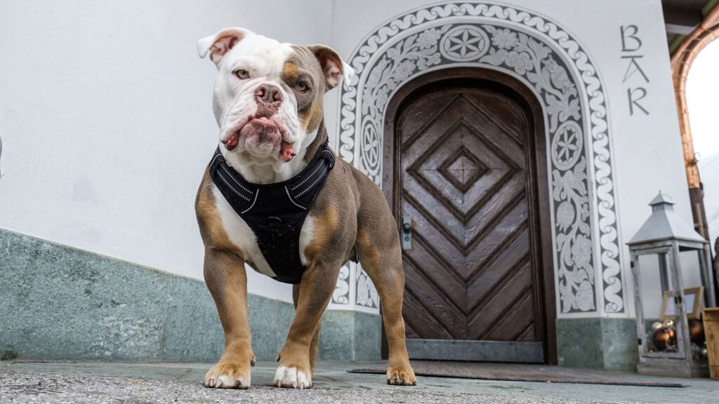 Hunde sind herzlich willkommen